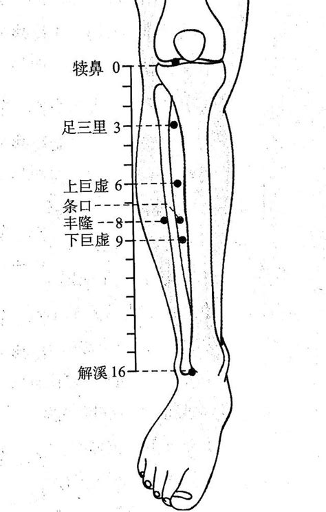 豐隆穴位置